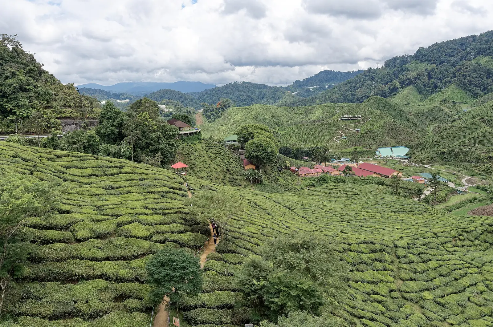Tea plantations in the Cameron Highlands, Malaysia